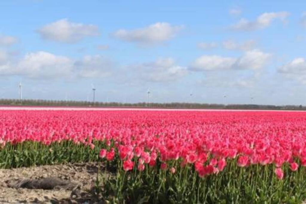 זייוולדה Vakantiehuis Horsterwold מראה חיצוני תמונה
